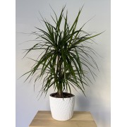 Драцена Маргіната ~80 см